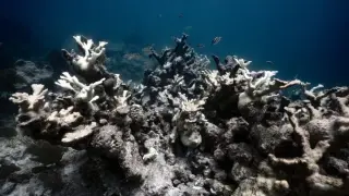 Stanford Study: Touching Healthy Corals Can Revive Bleached Neighbors in Weeks
