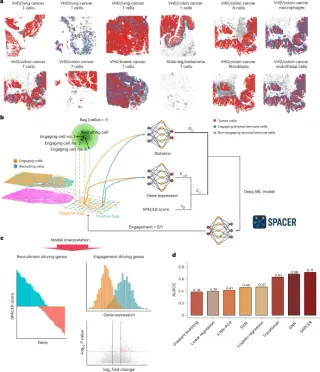 SPACER AI Decodes Spatial Rules for Immune Cell Recruitment in Tumors and Hearts