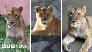 Three Lions Die as Tokyo Zoo Battles Heatwave