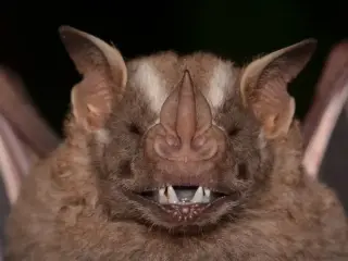 LA County Ties Record for Rabid Bats as Public Health Issues Urgent Warning