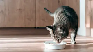 Clean Label Project Report Detects Lead in 99% of Cat Food Samples