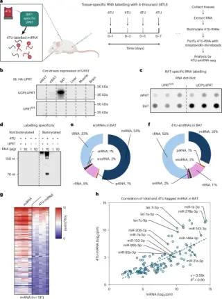 Brown fat–generated microRNAs map an inter-organ metabolic circuit via secreted carriers