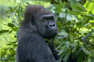Ten Species That Consume Their Own Tissue for Survival or Hygiene