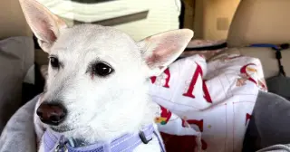 Luna, Jack Russell Terrier Missing in Yellowstone for 34 Days, Rescued and Reunited with Owners