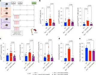 Telomeric DDR blockade rejuvenates aging hematopoiesis