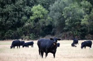 ICE Raids in Cattle Country Delay Shipments, Spark Beef Price Fears