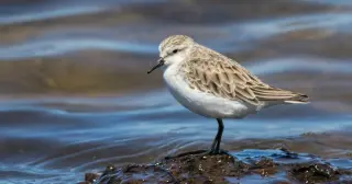 From Sewage to Sanctuary: Melbourne's Werribee Wetland Draws Migratory Birds