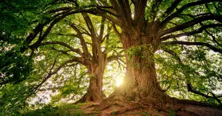Earth Holds About 3 Trillion Trees, More Than Milky Way’s Stars