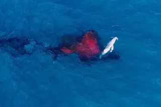 Drone footage captures rare humpback calf birth in Australia