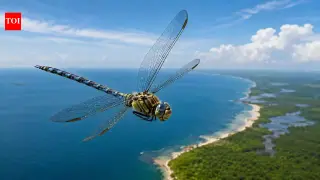 Genetic study reveals globe skimmer dragonflies share a single global gene pool