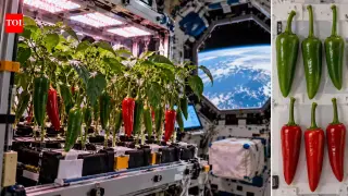 Space-grown Hatch peppers prove fruiting crops can thrive on the ISS