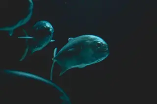 Deepest fish survives by chemistry, not armor, at the ocean’s pressure frontier