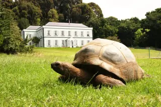 Genetic Analysis of 194-Year-Old Tortoise Jonathan Reveals Stable Mitochondrial Gene Regulation
