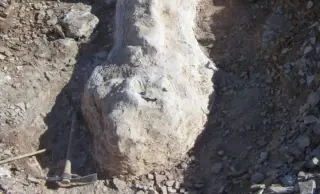 Patagonian Farm Unearths 65-Foot Sauropod With Blended Lineages