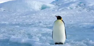 Radar satellites reveal emperor penguin winter behavior, reshaping conservation outlook