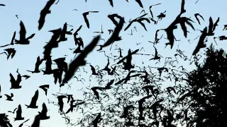 Ontario boy dies from rabies after bat exposure at cottage