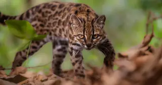 Tilcayo tiger cat: Bolivia’s cloud forest yields a newly identified wild cat