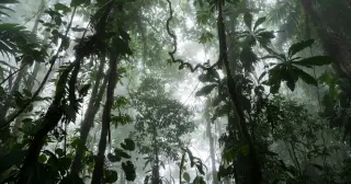 Rainforests Rebound in Decades, Not Centuries, Study Finds