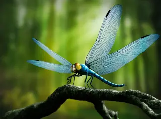 Giant Wings: Why Paleozoic Insects Got So Large
