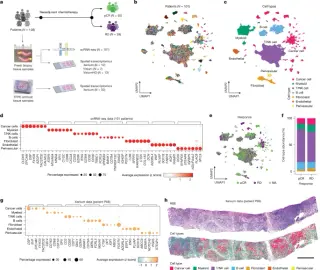 TNBC’s heterogeneity mapped: four cancer archetypes and eight tissue ecotypes forecast chemo response