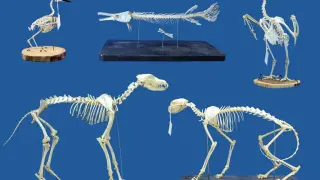 Superworms as Safer, Faster Skeletal Cleaners for Museums