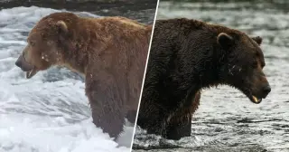 Chunk Returns to Defend His Fat Bear Week Crown in 2026, Featuring 16 Contenders