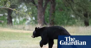 Colorado bears breach homes as attacks hit record high