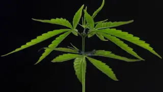 Full-plant cannabis extract improves glucose tolerance in mice, unlike THC alone