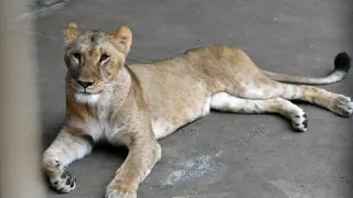 Heatwave claims three lions at Tokyo zoo as East Asia swelters