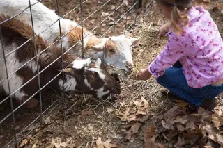 Australian toddler’s death linked to E. coli at petting zoo prompts health warnings