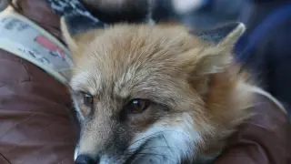 Stormy Roam: A Fox Walks In and Makes Itself at Home