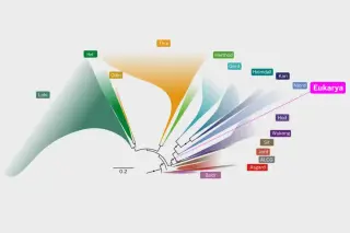 Ancient Asgard Ancestor Traces All Complex Life