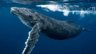 Whale Calls Debunk a Physics Paradox: It’s All About Wave Interference