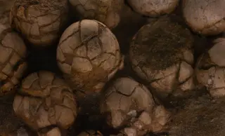 Tiny 16-Centimeter Fossil Sheds Light on Ancient Rhynchocephalians Near a Jurassic Nest