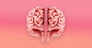 Stanford Study Reveals Human Brain Evolved from Two Distinct Neural Systems