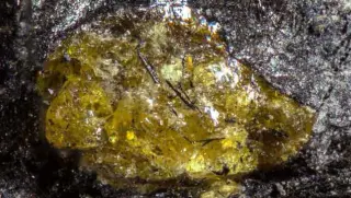 Ancient Chinese Amber Pushes Resin Evolution Before Seed Plants