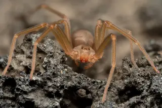 Kansas mom fights for transplant after suspected brown recluse bite near Cheney Lake