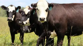 Rabies Identified in Minnesota Cow; Nine Exposed Urged to Seek Post-Exposure Prophylaxis