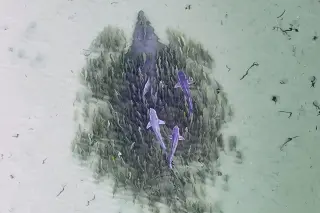 Drone captures rare whitespotted wedgefish leading a mixed school off WA coast