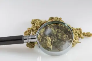 NIST Expands Cannabis Spectral Library With 41 New Cannabinoid Signatures