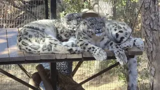 Valley fever hits snow leopards at California sanctuary, raises human health concerns