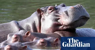 Colombia moves to cull up to 80 hippos tied to Escobar’s private zoo