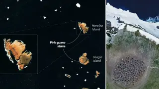 Space satellites reveal penguin diets on Danger Islands