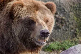Alaska Zoo bears clash in viral video as bystanders watch