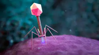 AI designs bacteriophage genomes, prompting biosafety questions