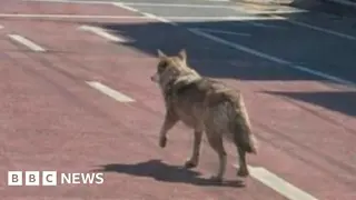 AI hoax photo derails wolf hunt in South Korea