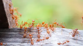 Genomic 'Jumping Genes' Explain Ant Explosion After Dinosaur Extinction