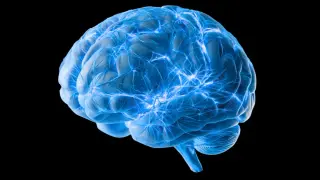 UCL Researchers Identify Lymphatic-Like Channels for Brain Waste Clearance