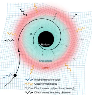 Direct-wave signal exposes horizon physics in GW250114