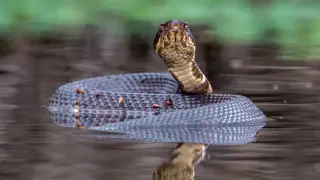 Florida honeymoon ends in transplant saga after cottonmouth bite